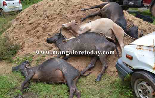 illegal cattle 1